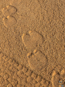Trek désert - traces d'animaux dans le sable